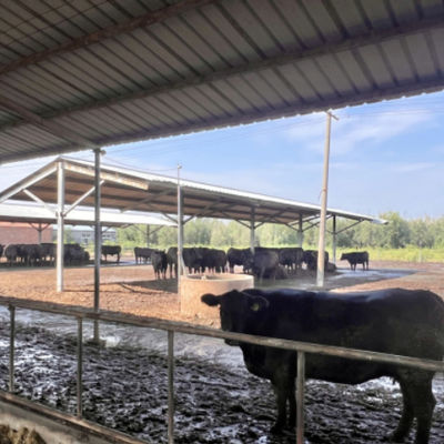 Prefabricated Steel Structure Cattle Shed for Dairy Farm