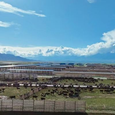 Chỗ chứa bò thép nhựa cho bò sữa 20+ năm tuổi thọ