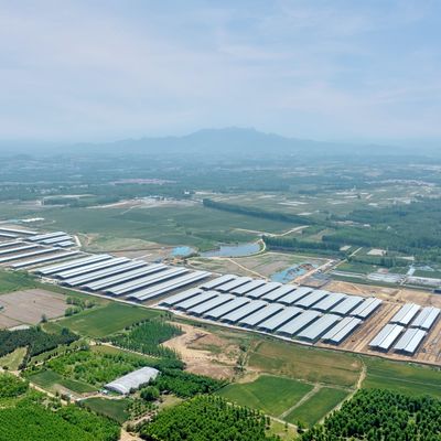 Nhà kho chuồng bò mô-đun kết cấu thép tiền chế với xử lý bề mặt bền và tuổi thọ dài