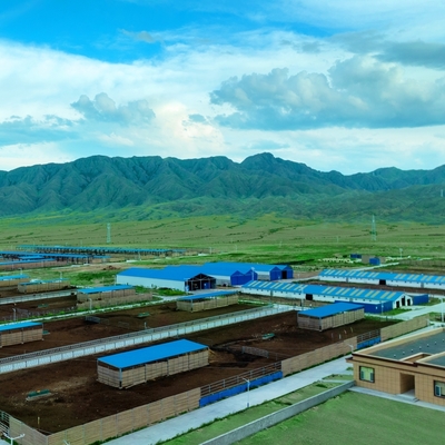 Chuồng bò với khung thép mạ kẽm & mái che hở hông cho trang trại bò sữa, bò thịt & chăn nuôi gia súc, chi phí thấp & lắp ráp nhanh chóng