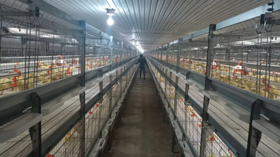 Ngôi nhà gia cầm cho các trang trại thịt gà, lớp và nhà chăn nuôi