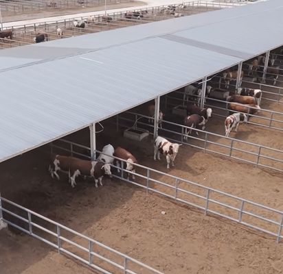 Chuồng trại bò sữa kết cấu thép tiền chế mạ kẽm
