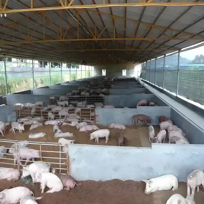 Tòa nhà tiền chế Nhà gia cầm Cấu trúc thép Nhà nuôi gia cầm Cấu trúc xây dựng thép cho chuồng bò