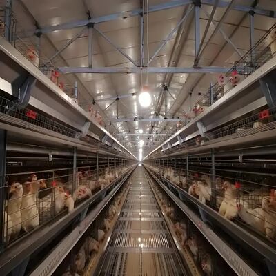 Tòa nhà tiền chế Nhà gia cầm Cấu trúc thép Nhà nuôi gia cầm Cấu trúc xây dựng thép cho chuồng bò