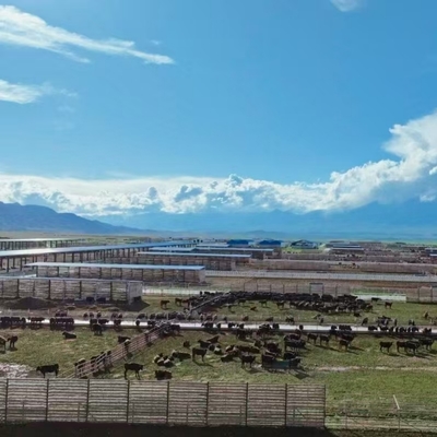 Nhà chăn nuôi gia súc với khung thép mạ kẽm & mái che hở cạnh cho trang trại bò sữa, bò thịt & trại vỗ béo Chi phí thấp & Lắp ráp nhanh