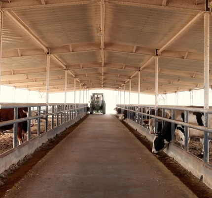 Heavy Duty Steel Horse Thiết kế mô-đun ổn định cho các hệ thống chuồng ngựa tùy chỉnh
